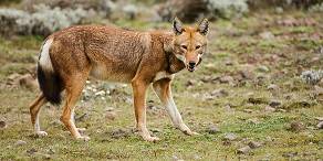 Ethiopian wolf eating a mole-rat