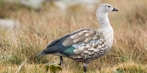 5-Day Endless Birdwatching Safari Awash & Bale Mountain