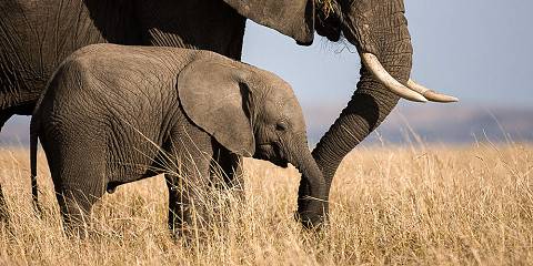 3-Day The Famous Mara - Luxury
