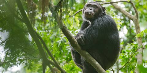 3-Day Chimpanzees &Canopy Tour at Nyungwe National Park