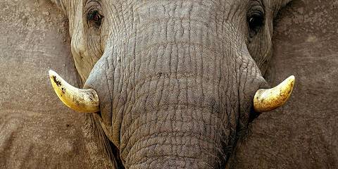 3-Day Mokoro Exploration Safari