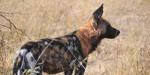 5-Day Mana Pools National Park Safari Experience