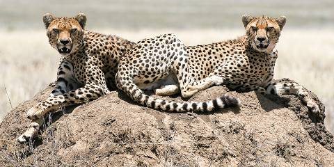 4-Day Magic Experience Safari Mix Lodge & Camp