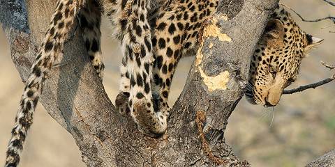 7-Day Tanzania's Top Safari Highlights (with Balloon)